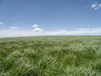 a field of grass on a sunny day with clouds in the sky in the background