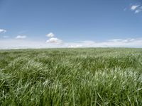 a field of grass on a sunny day with clouds in the sky in the background