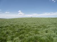 a field of grass on a sunny day with clouds in the sky in the background