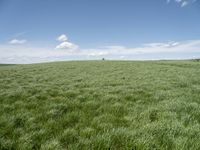 a field of grass on a sunny day with clouds in the sky in the background