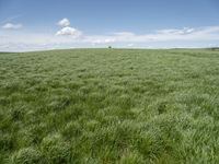 a field of grass on a sunny day with clouds in the sky in the background