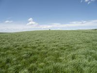 a field of grass on a sunny day with clouds in the sky in the background