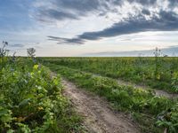 dirt road through the field with green plants in the foreground and blue sky in background