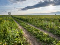 dirt road through the field with green plants in the foreground and blue sky in background