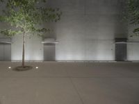 a green tree stands alone on a concrete floor with trees and concrete building behind it