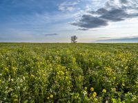 green and yellow fields of flowers under cloudy skies with a lone tree at the center