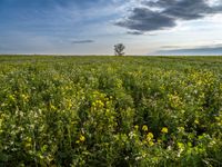 green and yellow fields of flowers under cloudy skies with a lone tree at the center