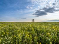 green and yellow fields of flowers under cloudy skies with a lone tree at the center