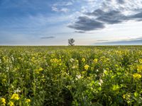 green and yellow fields of flowers under cloudy skies with a lone tree at the center