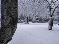 some snow and trees in a park with snow flakes all around them's branches