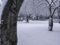 some snow and trees in a park with snow flakes all around them's branches