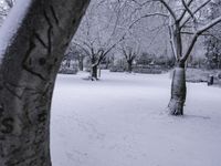 some snow and trees in a park with snow flakes all around them's branches