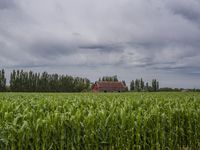 Grey Sky on a Gloomy Day: Grass Field