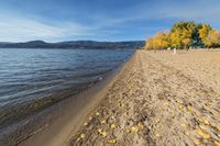 the beach is lined with small trees and sand by the water's edge are yellow, fall colors