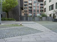 pigeon on stoneed courtyard outside an urban building complex area in daytime light with green trees