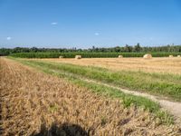 hay bales and trees in a field with blue skies behind them near the wheat field