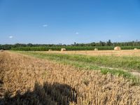 hay bales and trees in a field with blue skies behind them near the wheat field