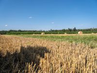 hay bales and trees in a field with blue skies behind them near the wheat field