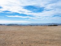 a lone bird on a barren plain beneath a partly cloudy sky while sitting alone in the middle of nowhere