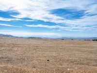 a lone bird on a barren plain beneath a partly cloudy sky while sitting alone in the middle of nowhere