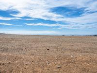 a lone bird on a barren plain beneath a partly cloudy sky while sitting alone in the middle of nowhere