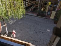 a picture taken from a window of a bookstore looking into another shop with trees on the sidewalk