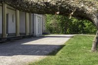 a large trunk in the grass near some buildings and a path that is next to the trees