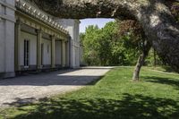 a large trunk in the grass near some buildings and a path that is next to the trees