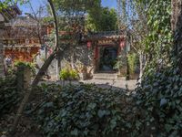 small building surrounded by vines and plants with lots of doors in front of it on a sunny day