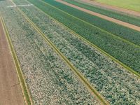 Aerial View of Green Fields in Holland