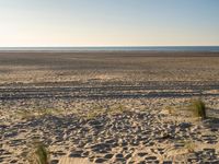 a person flying a kite on a sandy beach next to the ocean with a dog