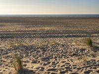 a person flying a kite on a sandy beach next to the ocean with a dog