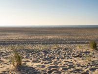 a person flying a kite on a sandy beach next to the ocean with a dog