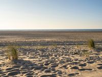 a person flying a kite on a sandy beach next to the ocean with a dog