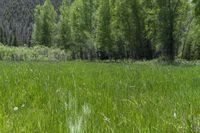 a horse grazes in the grass beside a forest in the mountainside of colorado