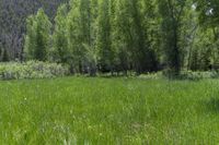 a horse grazes in the grass beside a forest in the mountainside of colorado