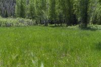 a horse grazes in the grass beside a forest in the mountainside of colorado