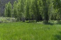 a horse grazes in the grass beside a forest in the mountainside of colorado