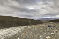 horse running in a dry landscape under cloudy skies and black clouds by itself, with grey rocks strewn all around