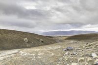 horse running in a dry landscape under cloudy skies and black clouds by itself, with grey rocks strewn all around