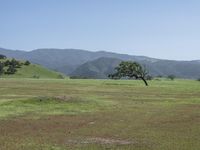 horses grazing on a field and mountains in the background in california, on a bright sunny day