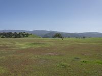 horses grazing on a field and mountains in the background in california, on a bright sunny day