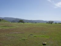 horses grazing on a field and mountains in the background in california, on a bright sunny day