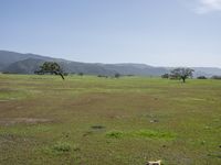 horses grazing on a field and mountains in the background in california, on a bright sunny day