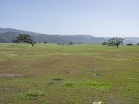 horses grazing on a field and mountains in the background in california, on a bright sunny day