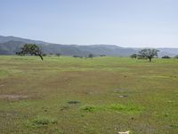 horses grazing on a field and mountains in the background in california, on a bright sunny day