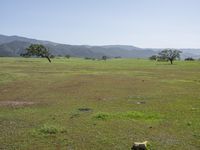 horses grazing on a field and mountains in the background in california, on a bright sunny day