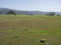 horses grazing on a field and mountains in the background in california, on a bright sunny day