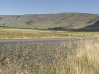 Icelandic Landscape with Tree, Grass, and Clear Sky