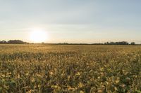 Illinois Sunrise: A Farm Field Bathed in Sunlight